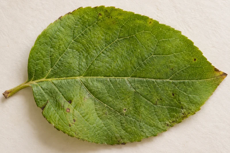 Detalhe de uma folha, uma das amostras para explorar